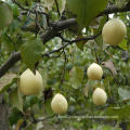 New Crop Good Quality Fresh Ya Pear